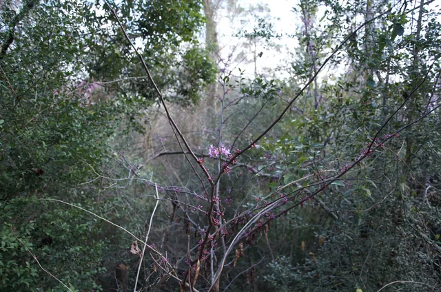 Sub Rosa 15, photograph by Teresa Munisteri