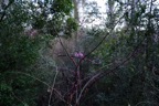 Arboretum_2015-5.jpg