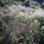 Italy_Formicola_Wildflowers03_2013.jpg