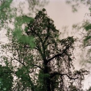 Vines_2012.jpg