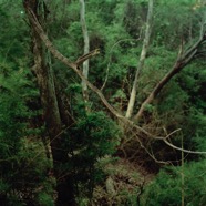Vine05.jpg