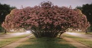 PinkOleander.gif