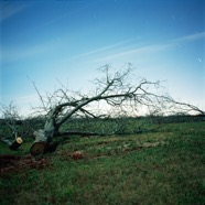 Uprooted.tif