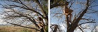 West Texas Diptych 1.jpg