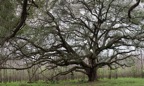 BrazosLiveOak_filled.jpg