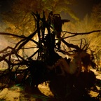 Burnt Roots