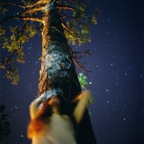 Night Canopy