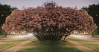 PinkOleander