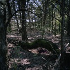 remnants