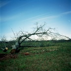 Uprooted