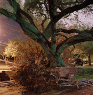 LifeCyleofTrees